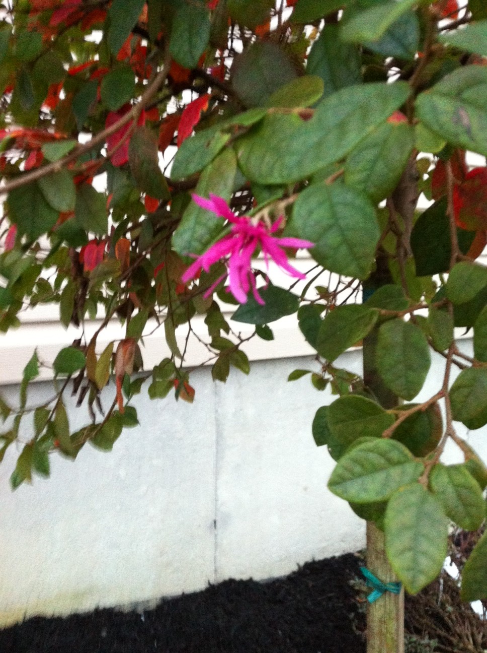 photo(1)