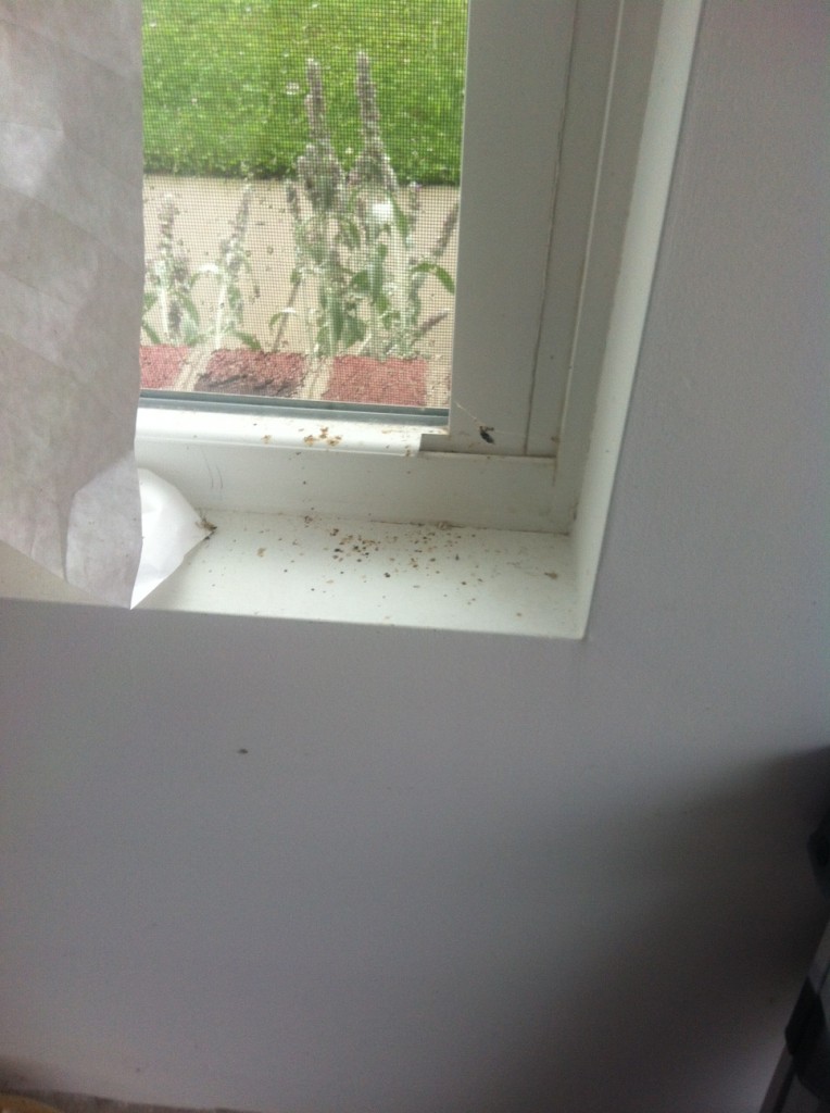 window sill bugs